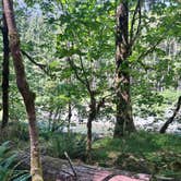 Review photo of Graves Creek Campground — Olympic National Park by Lori R., August 11, 2026