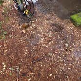 Review photo of Grayland Beach State Park Campground by Christina F., July 17, 2026