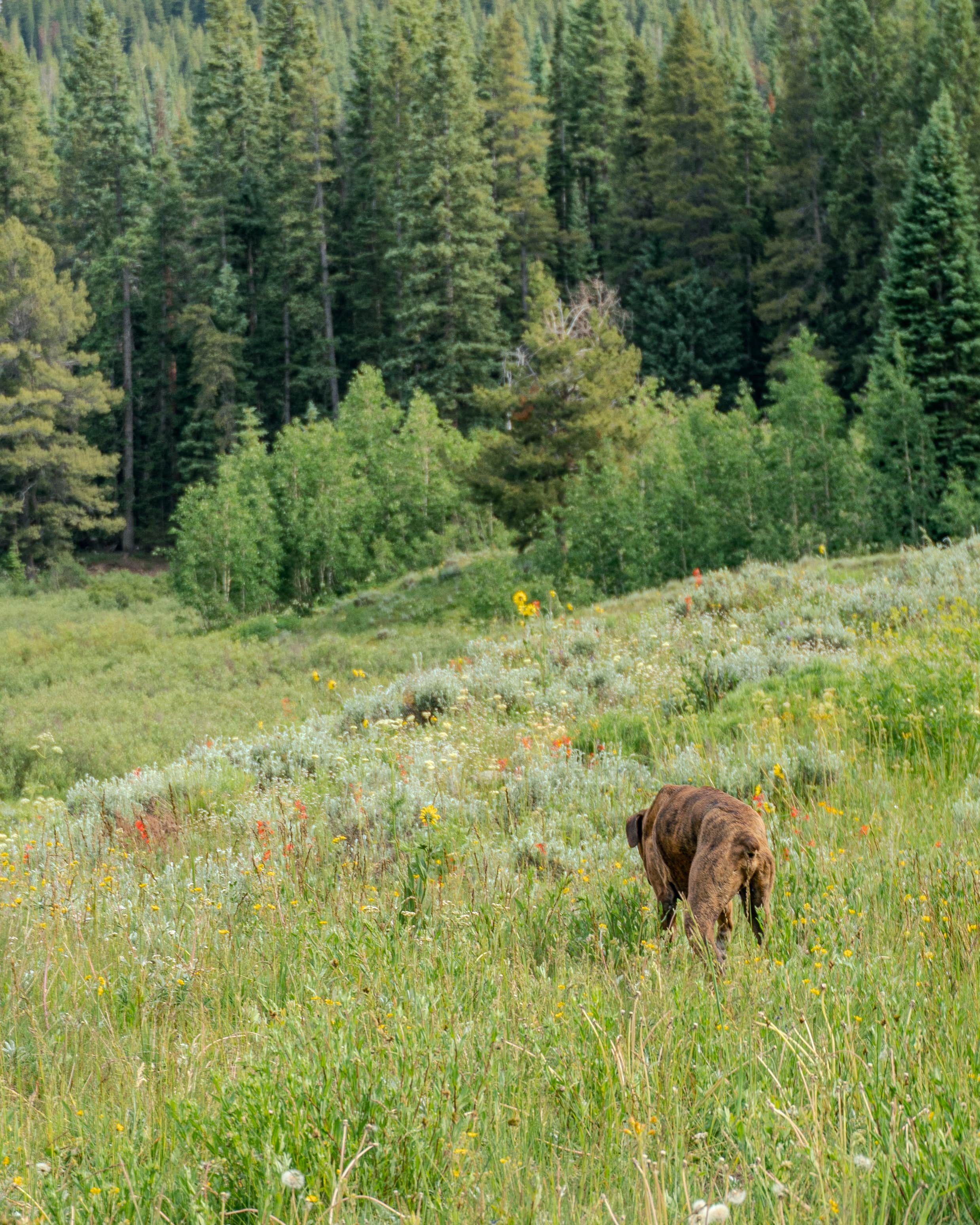 Camper submitted image from Washington Gulch - Dispersed Camping - 3