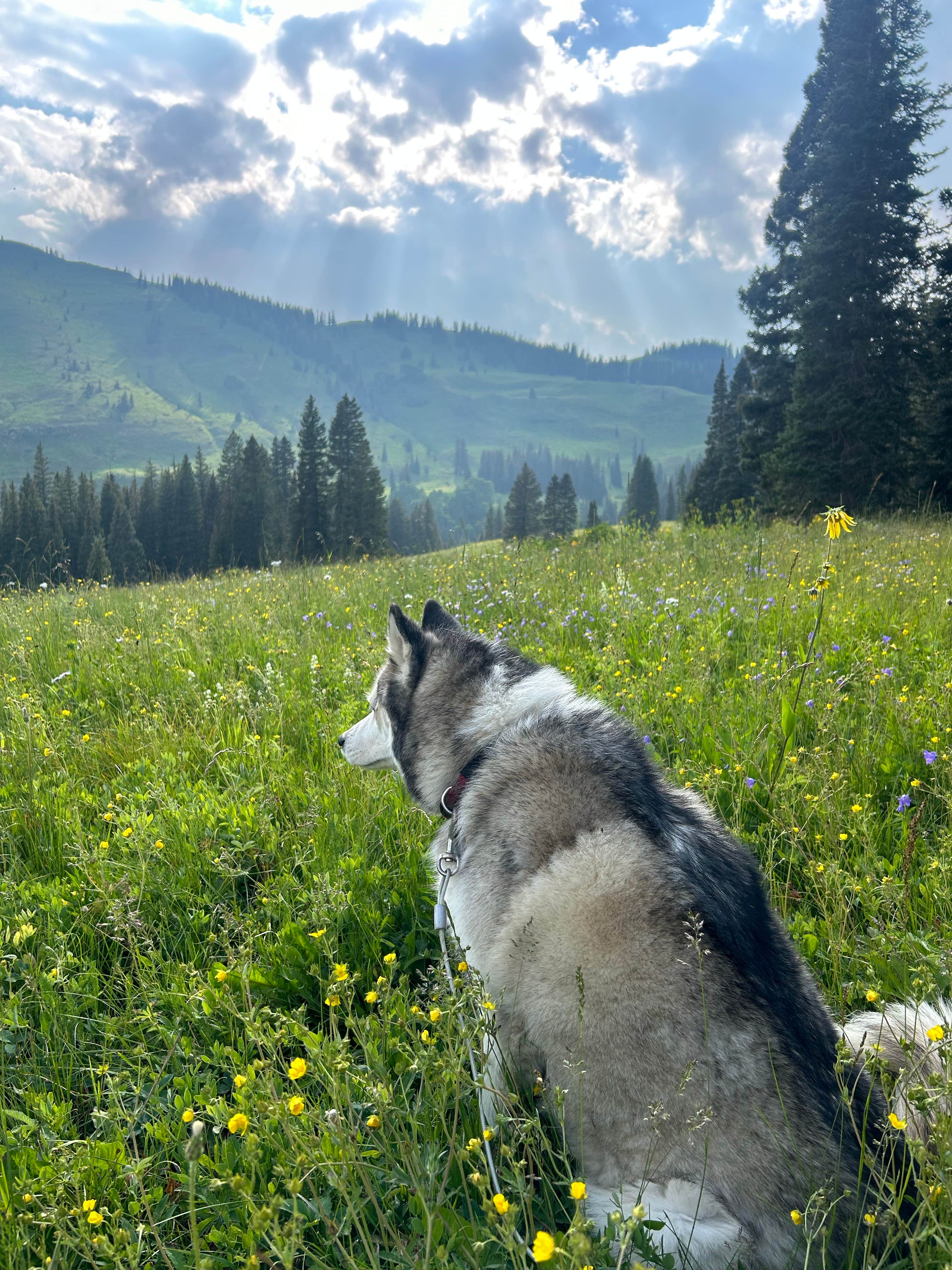 Heather P.'s photo of camping with pets at Washington Gulch Dispersed 2 - PERMANENTLY CLOSED near Snowmass Village, CO