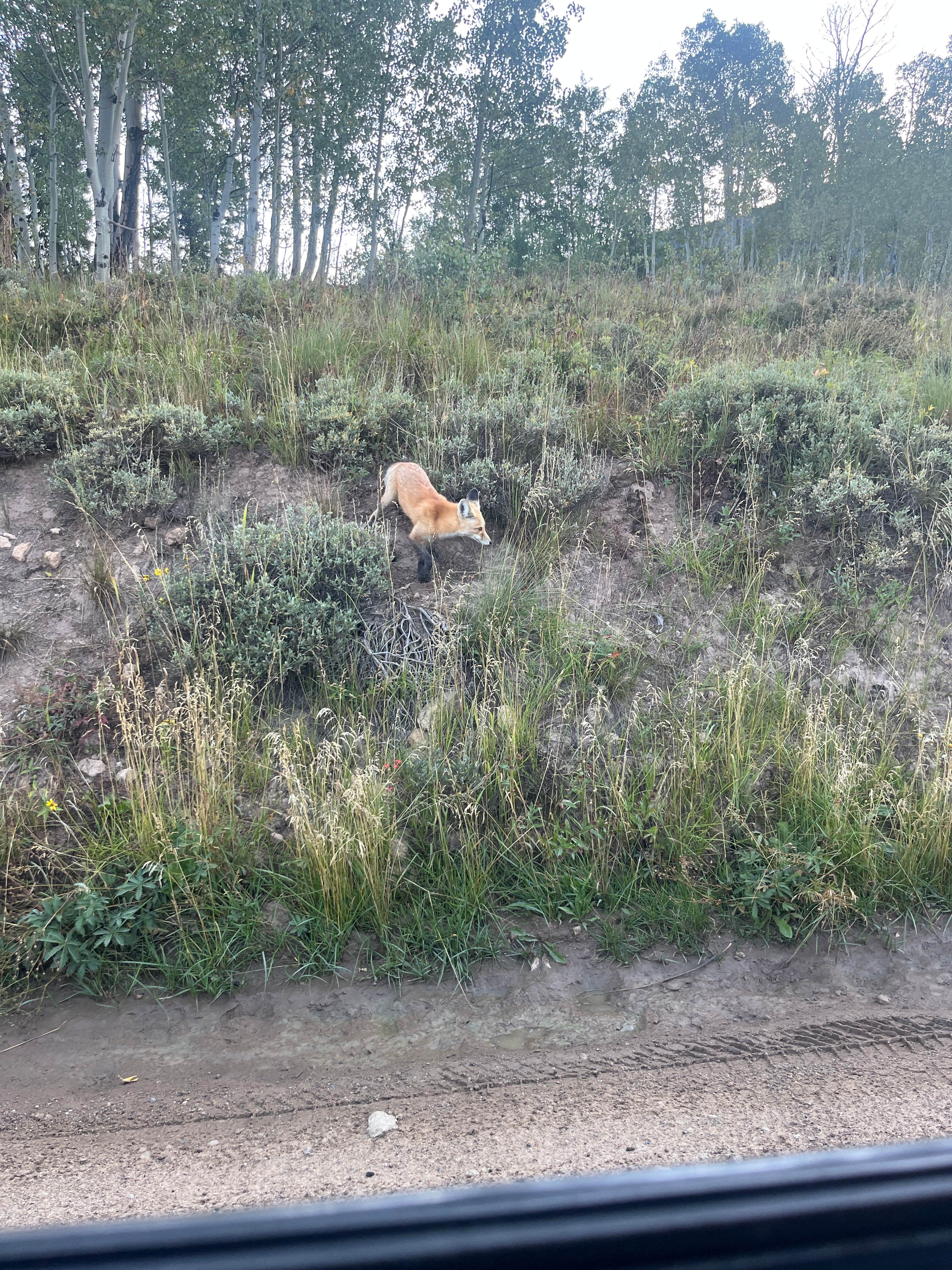 Deitz B.'s photo of camping with pets at Washington Gulch Dispersed 2 - PERMANENTLY CLOSED near Crested Butte, CO