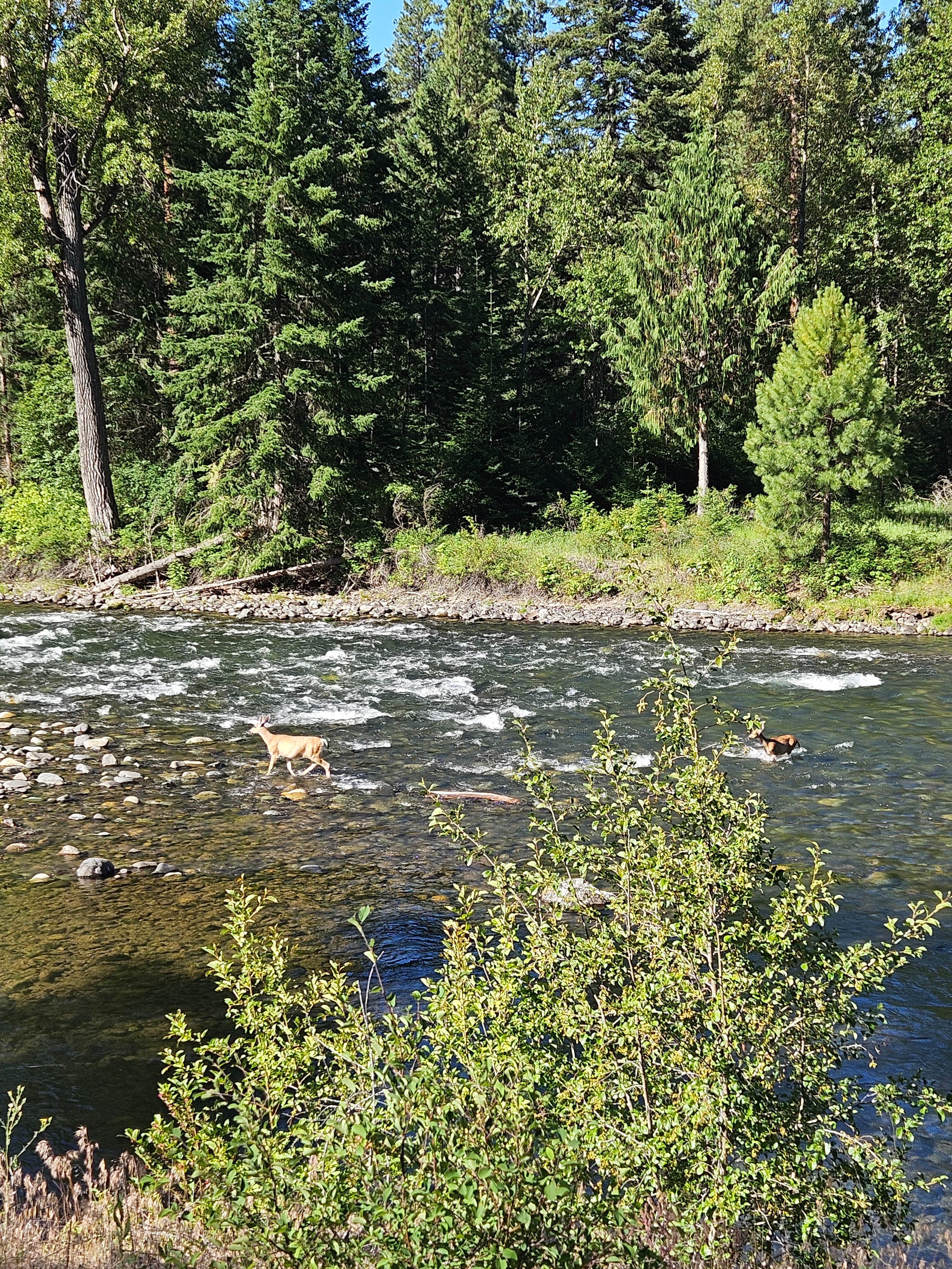 theresa A.'s photo of camping with pets at Halfway Flat Campground near Easton, WA