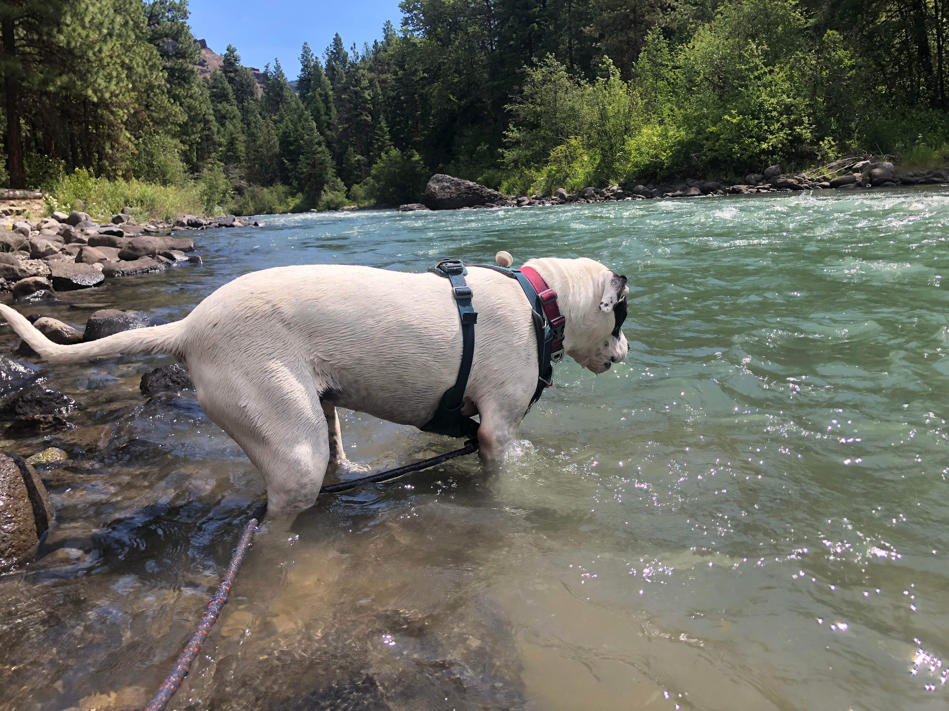 Olivia's photo of camping with pets at Hause Creek Campground near Yakima, WA