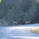 Review photo of Hawk Creek Campground — Lake Roosevelt National Recreation Area by Steve S., November 16, 2023