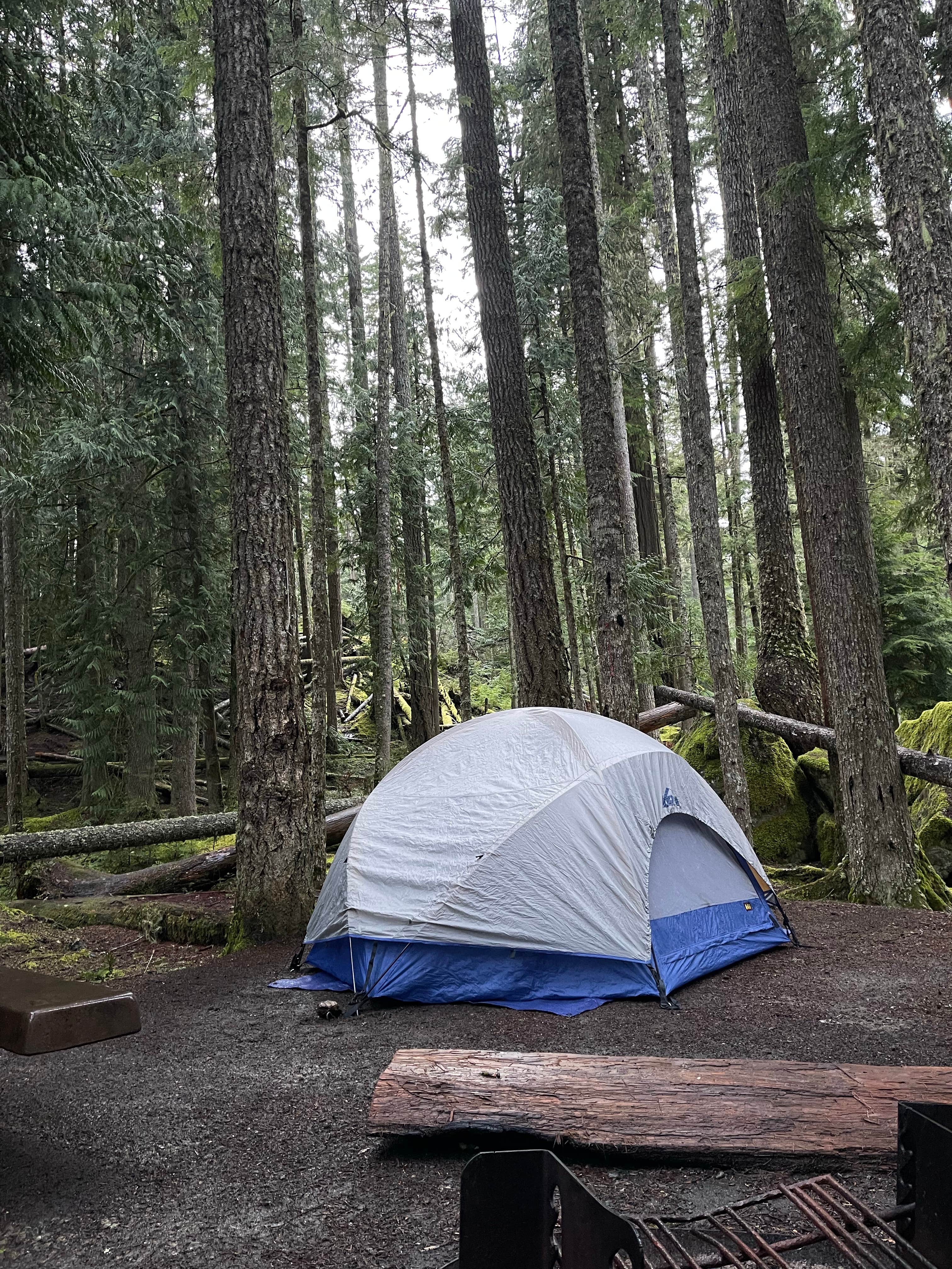 haley L.'s photo at Heart O' the Hills Campground — Olympic National Park near Port Angeles, WA