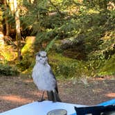 Review photo of Heart O' the Hills Campground — Olympic National Park by Renegade M., September 11, 2024