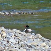 Review photo of Hoh Oxbow Campground by kit K., April 7, 2026