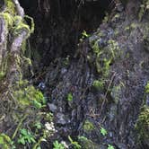Review photo of Hoh Oxbow Campground by kit K., April 7, 2026