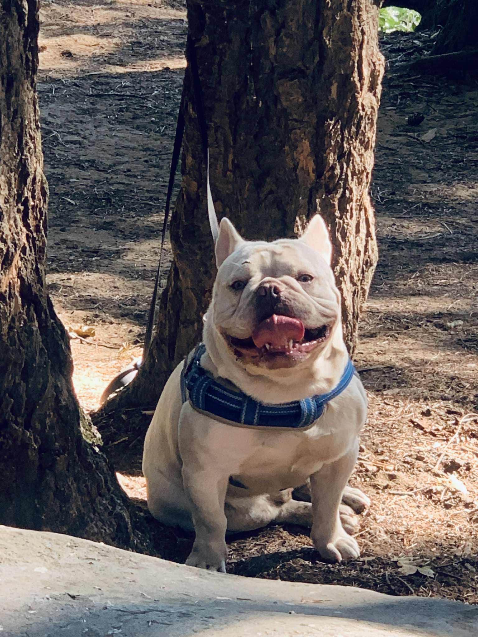 S. Renae M.'s photo of camping with pets at Home Valley Campground near Cascade Locks, OR