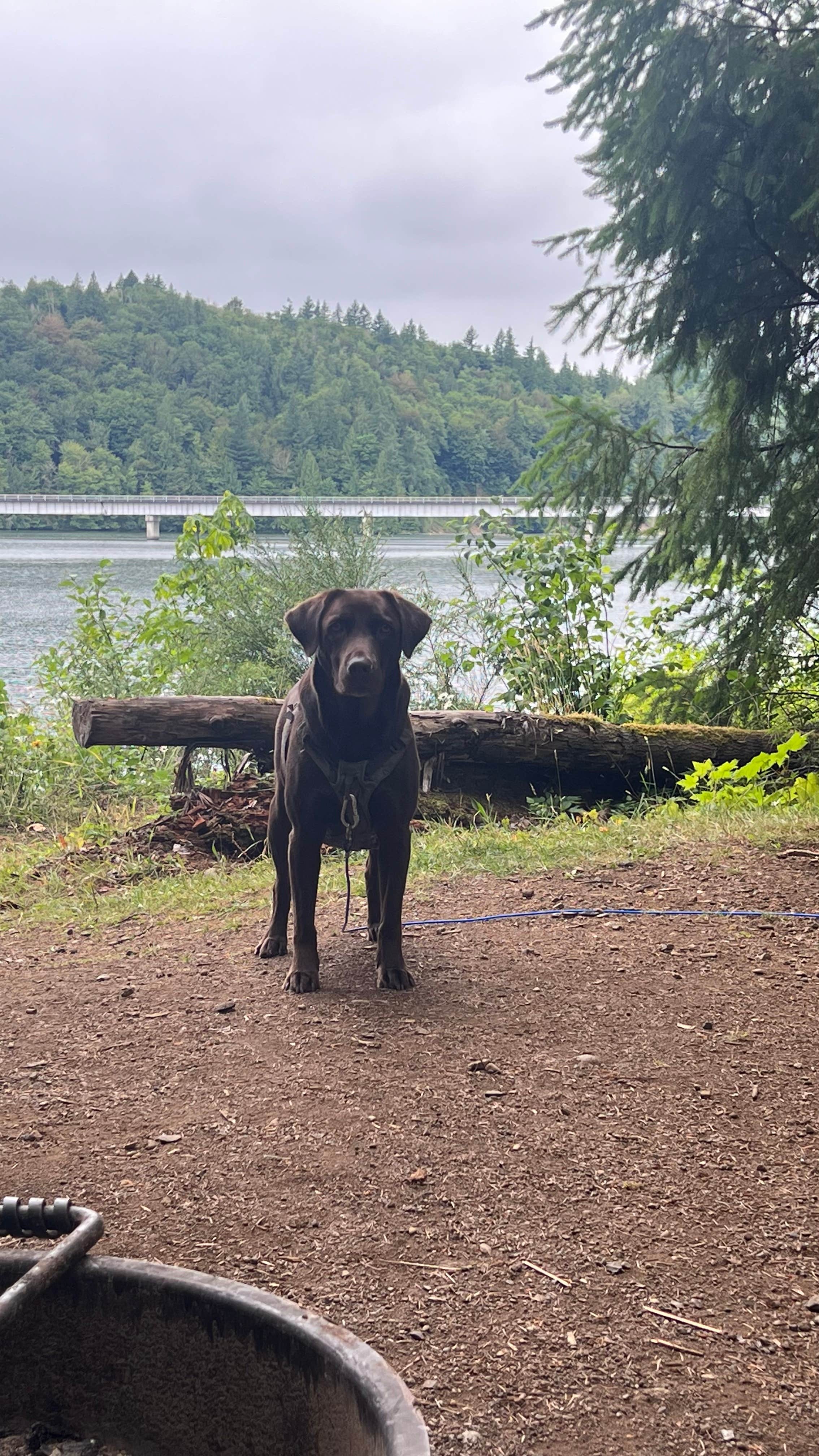 Caitlyn R.'s photo of camping with pets at Ike Kinswa State Park Campground near Elbe, WA