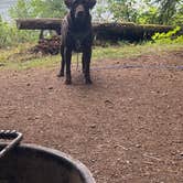 Review photo of Ike Kinswa State Park Campground by Caitlyn R., June 29, 2025