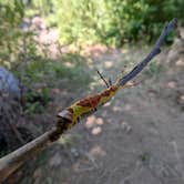 Review photo of Indian Camp Campground by Anthony , August 31, 2026