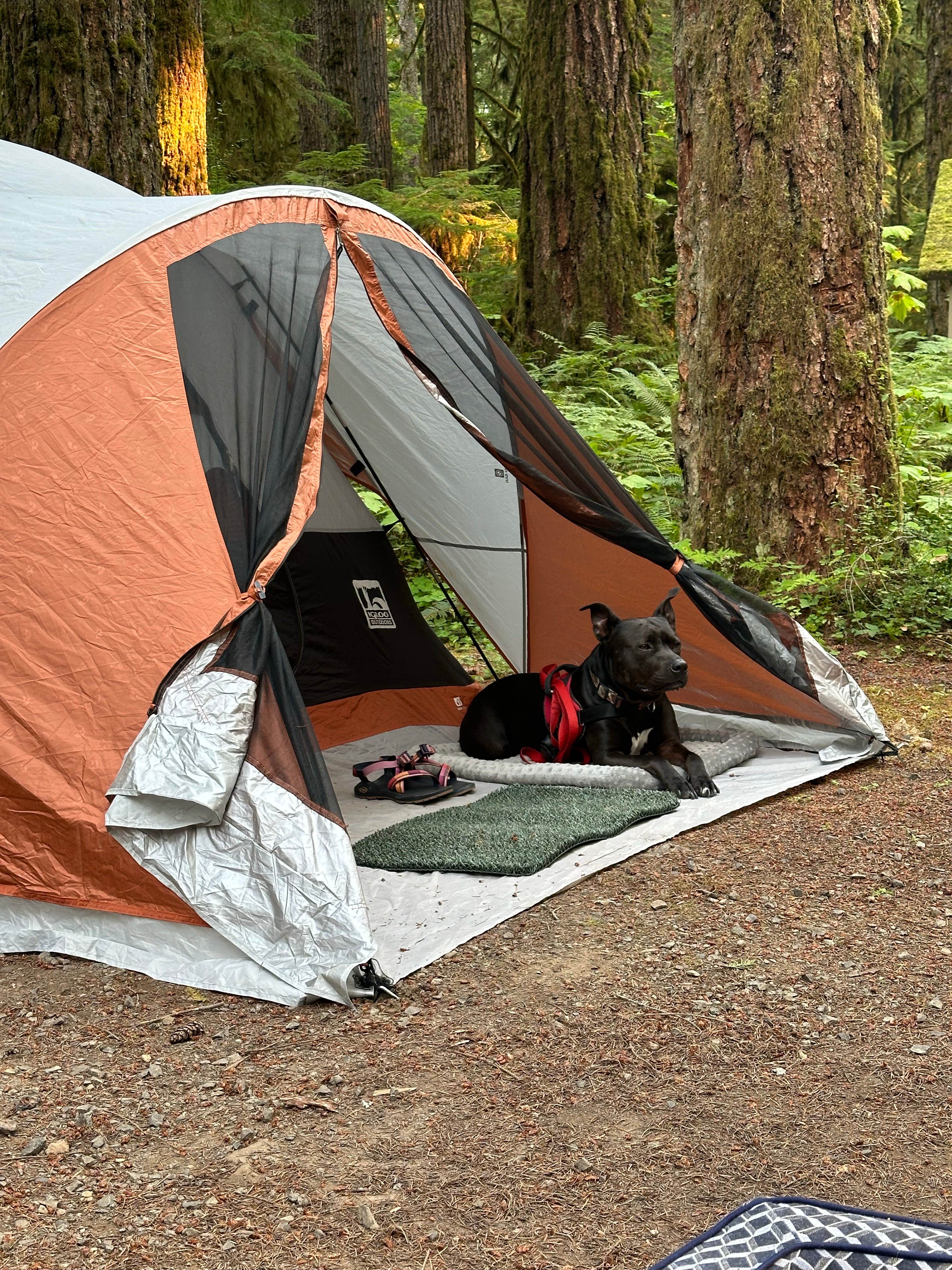 B K.'s photo of camping with pets at Iron Creek Campground near Randle, WA