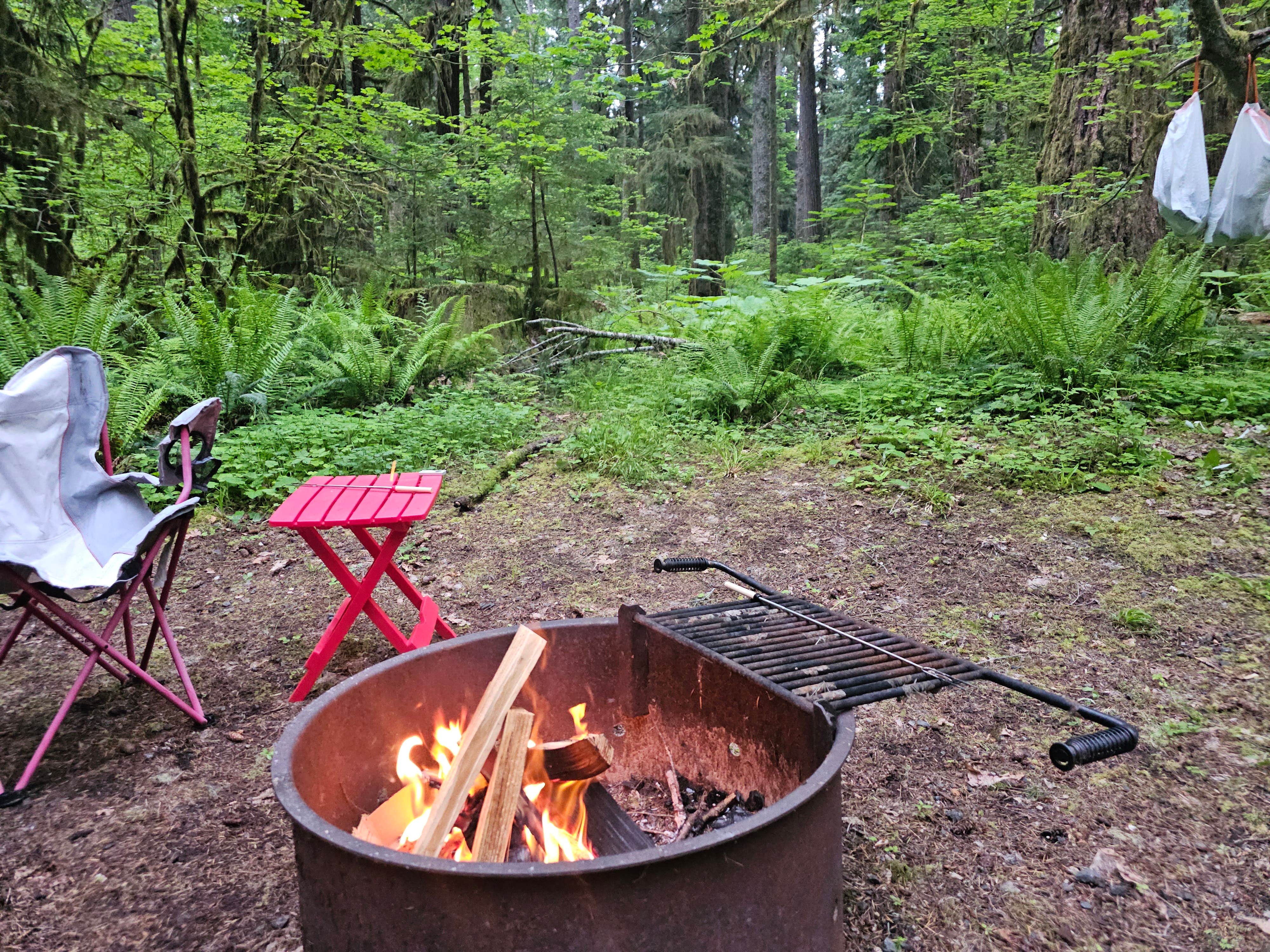 Gayle K.'s photo at Iron Creek Campground near Glenoma, WA