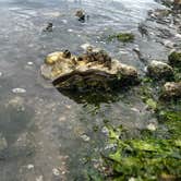 Review photo of Jarrell Cove State Park Campground by june G., June 28, 2026