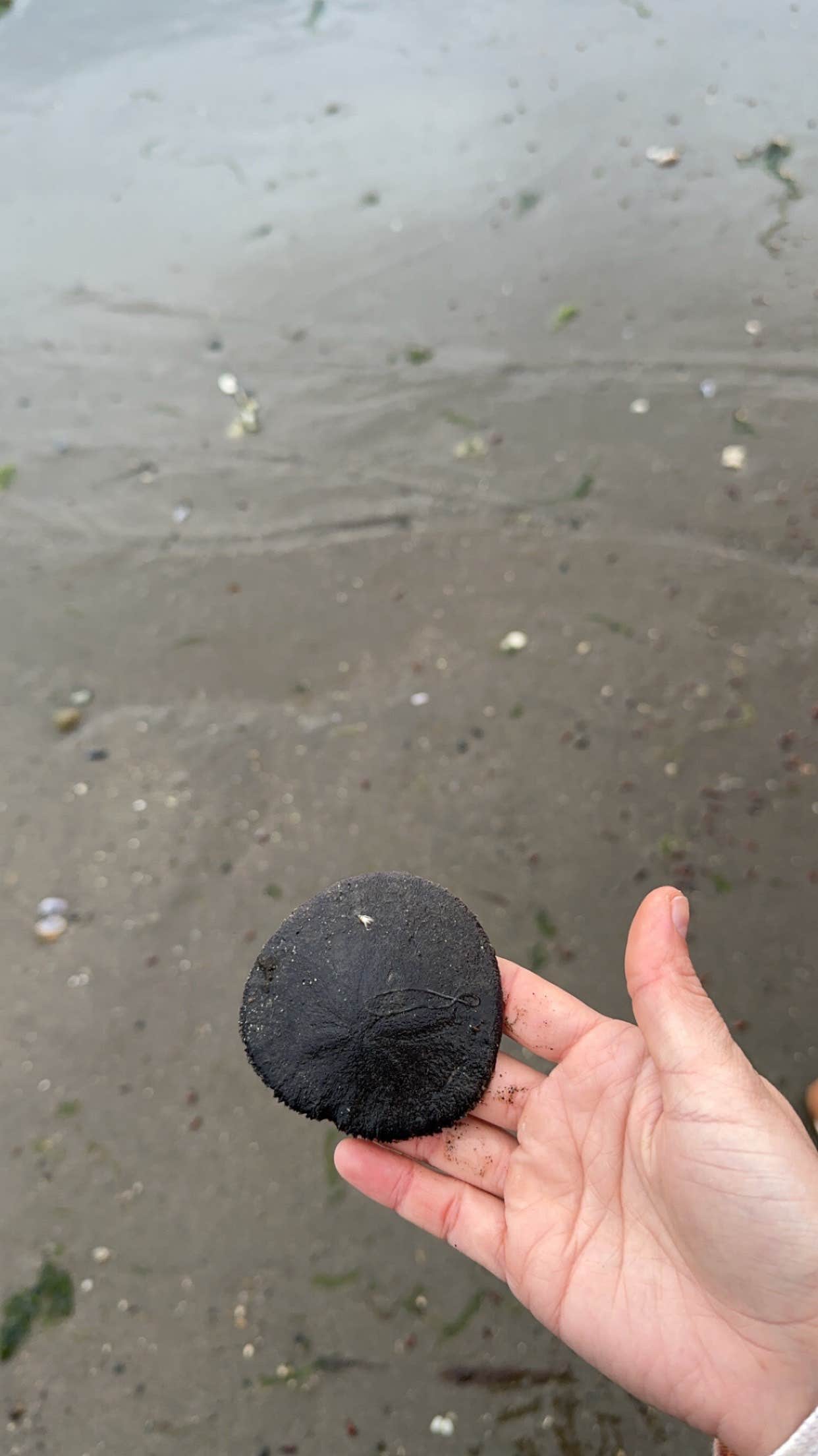 Joemma Beach State Park Campground