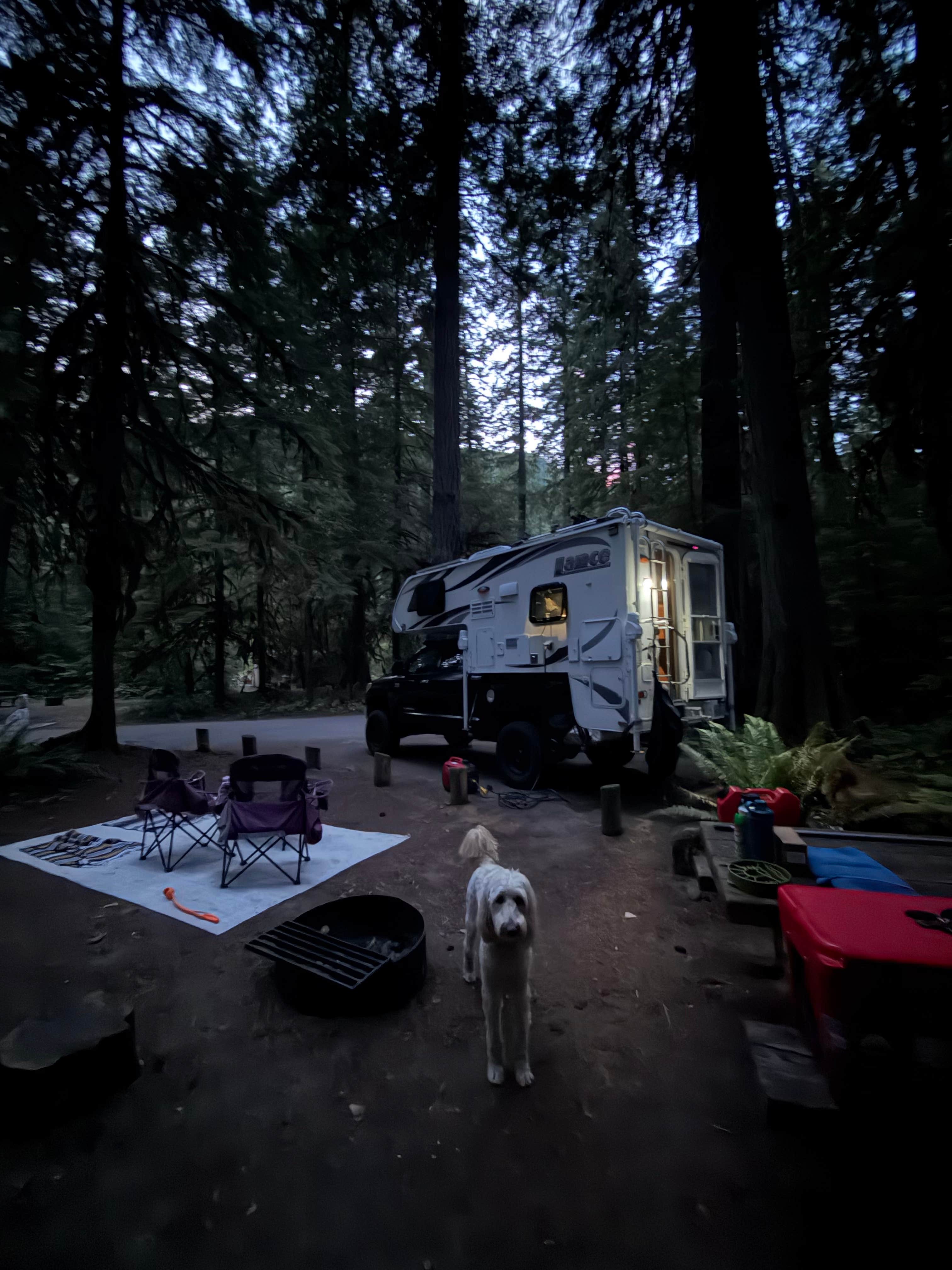 Vanessa C.'s photo of camping with pets at La Wis Wis Campground near Randle, WA