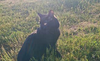 Beamus R.'s photo of camping with pets at Long Lake near Richland, WA
