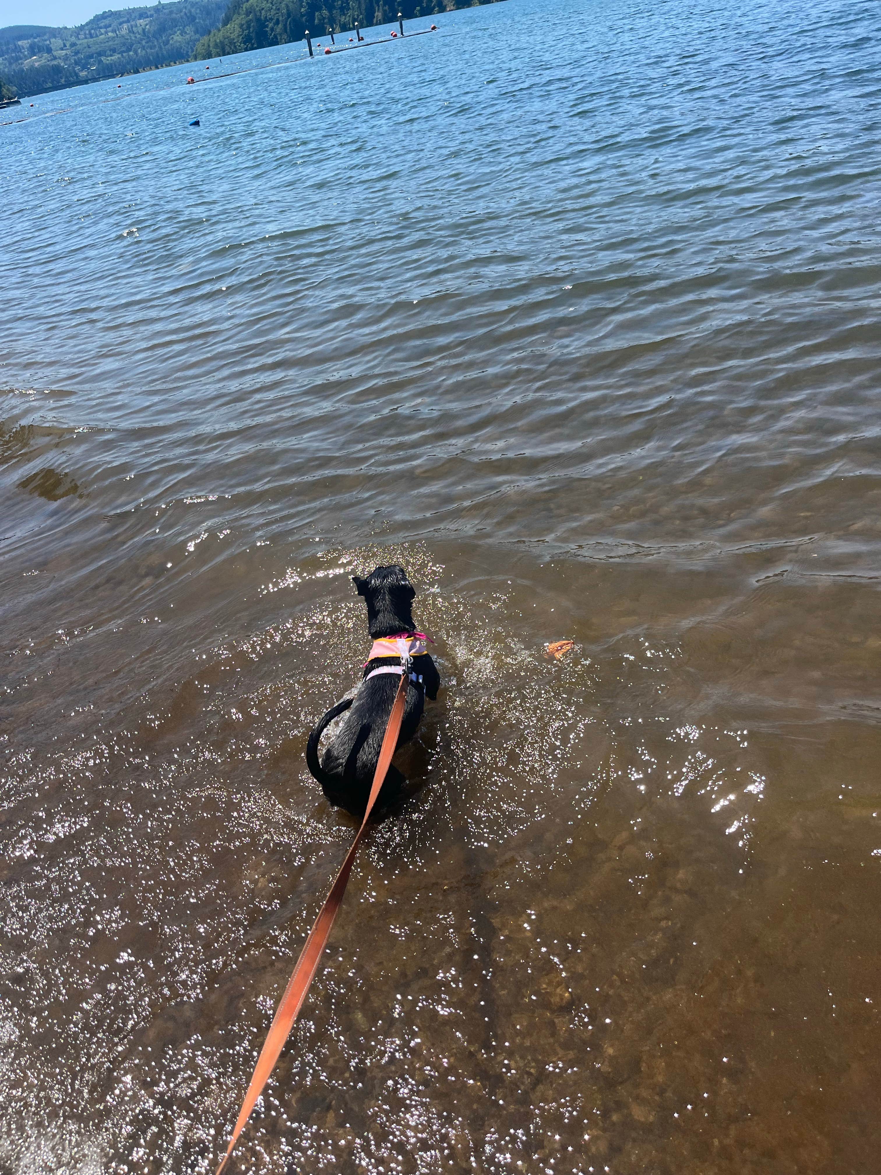 Bree G.'s photo of camping with pets at Mayfield Lake Park near Elbe, WA