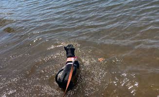 Bree G.'s photo of camping with pets at Mayfield Lake Park near Onalaska, WA