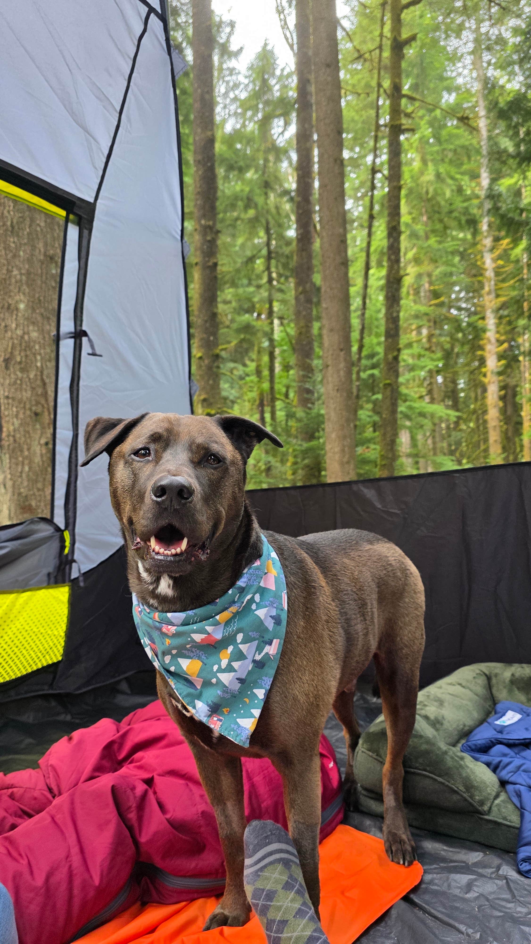 Sam B.'s photo of camping with pets at Middle Fork Campground near Redmond, WA