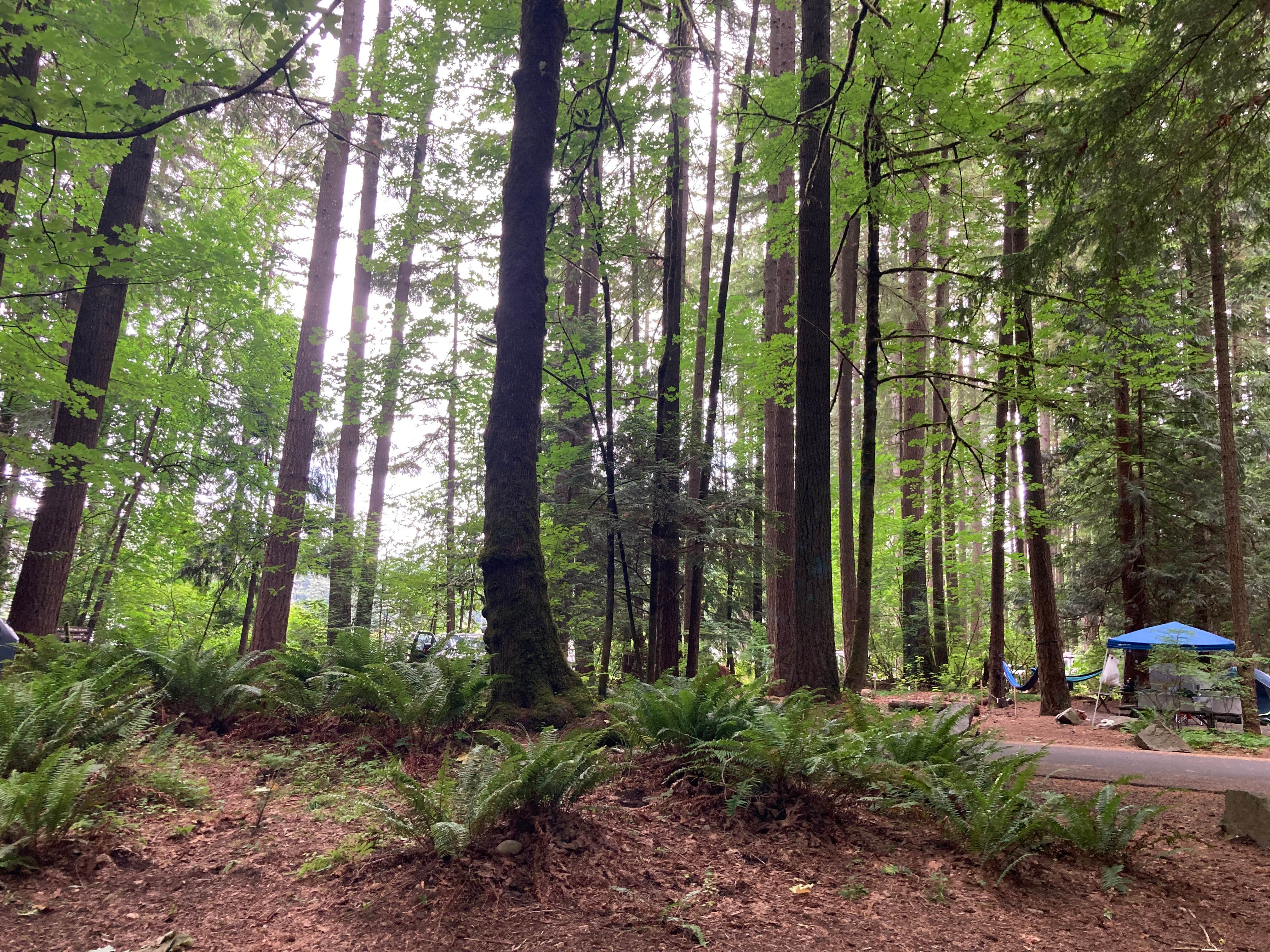 Anna P.'s photo at Millersylvania State Park Campground near Roy, WA