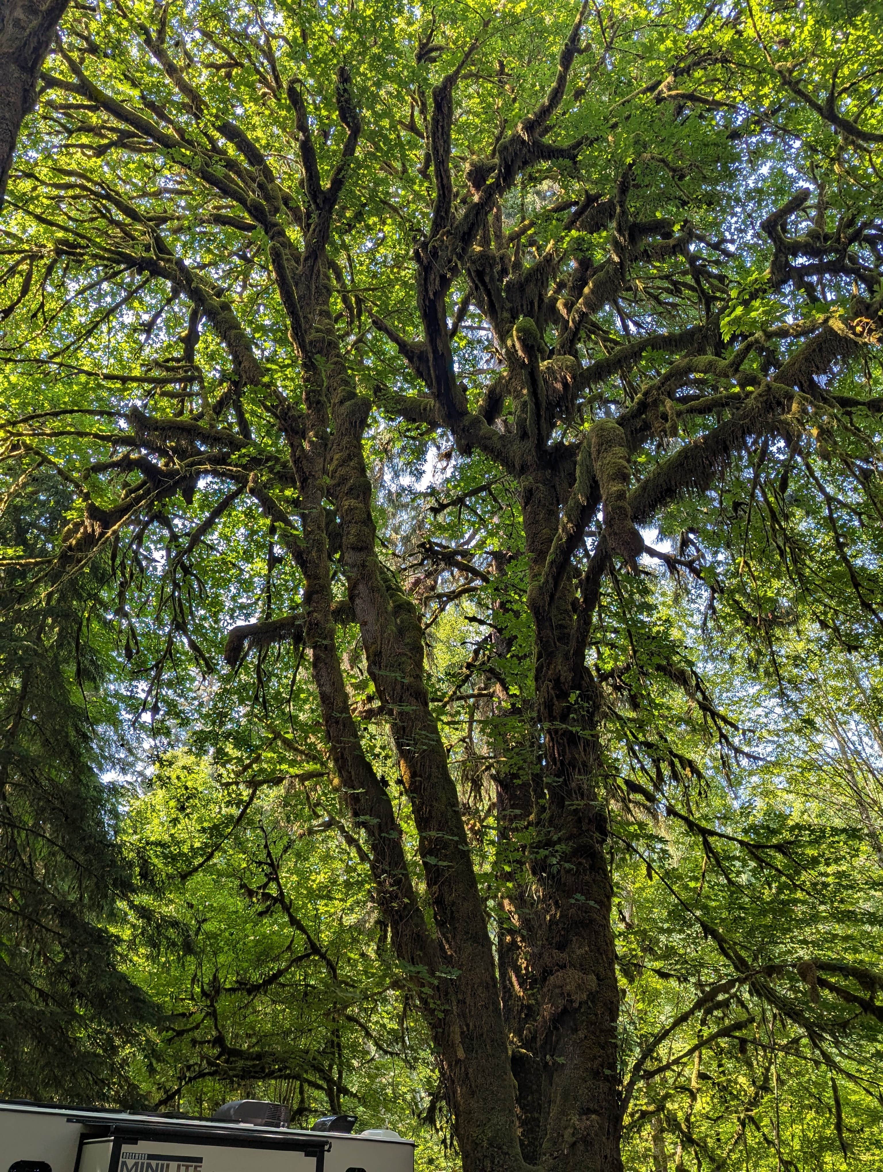 Camper-submitted photo at Minnie Peterson Campground near Forks, WA