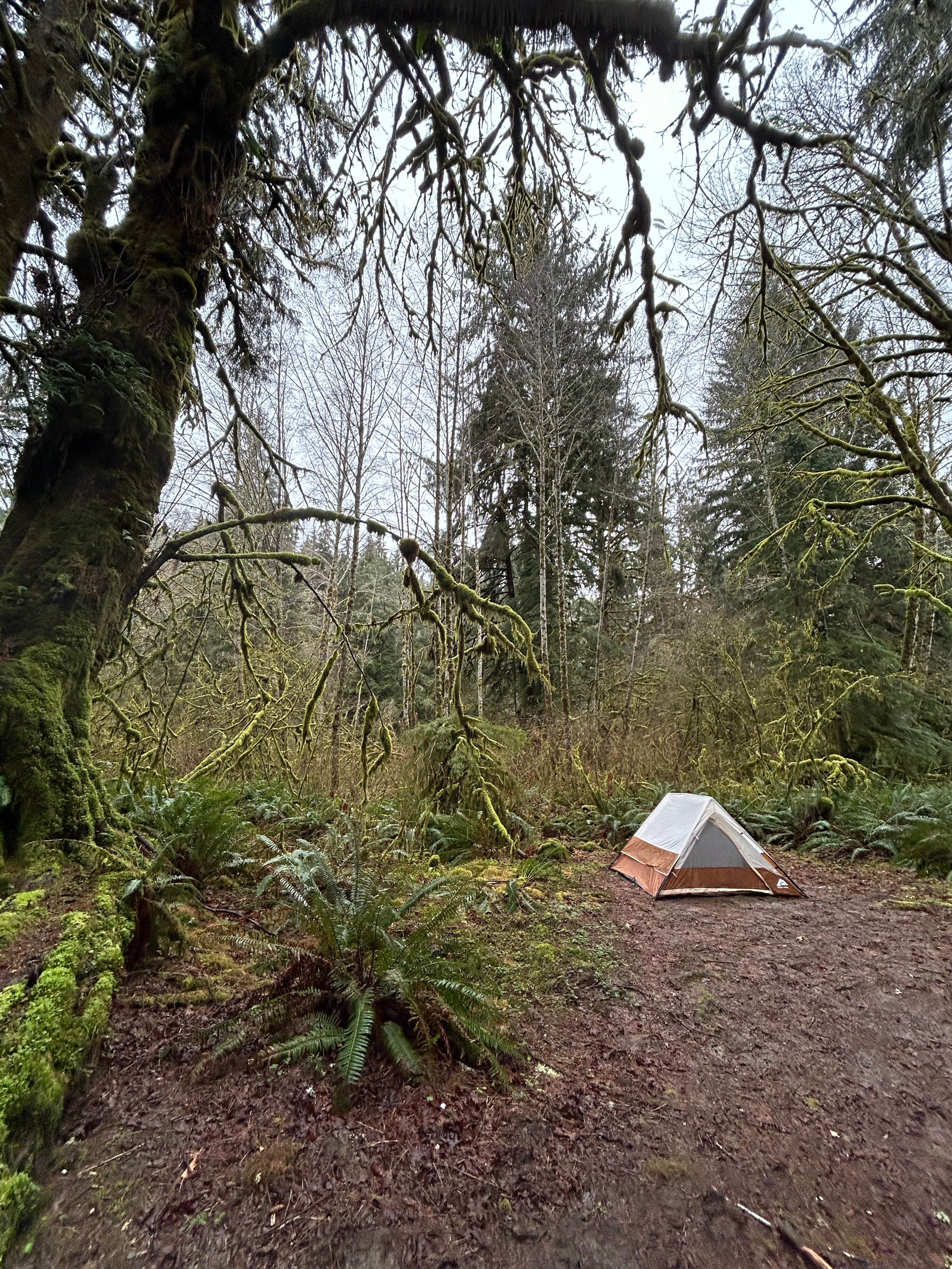 Camper-submitted photo at Minnie Peterson Campground near Forks, WA