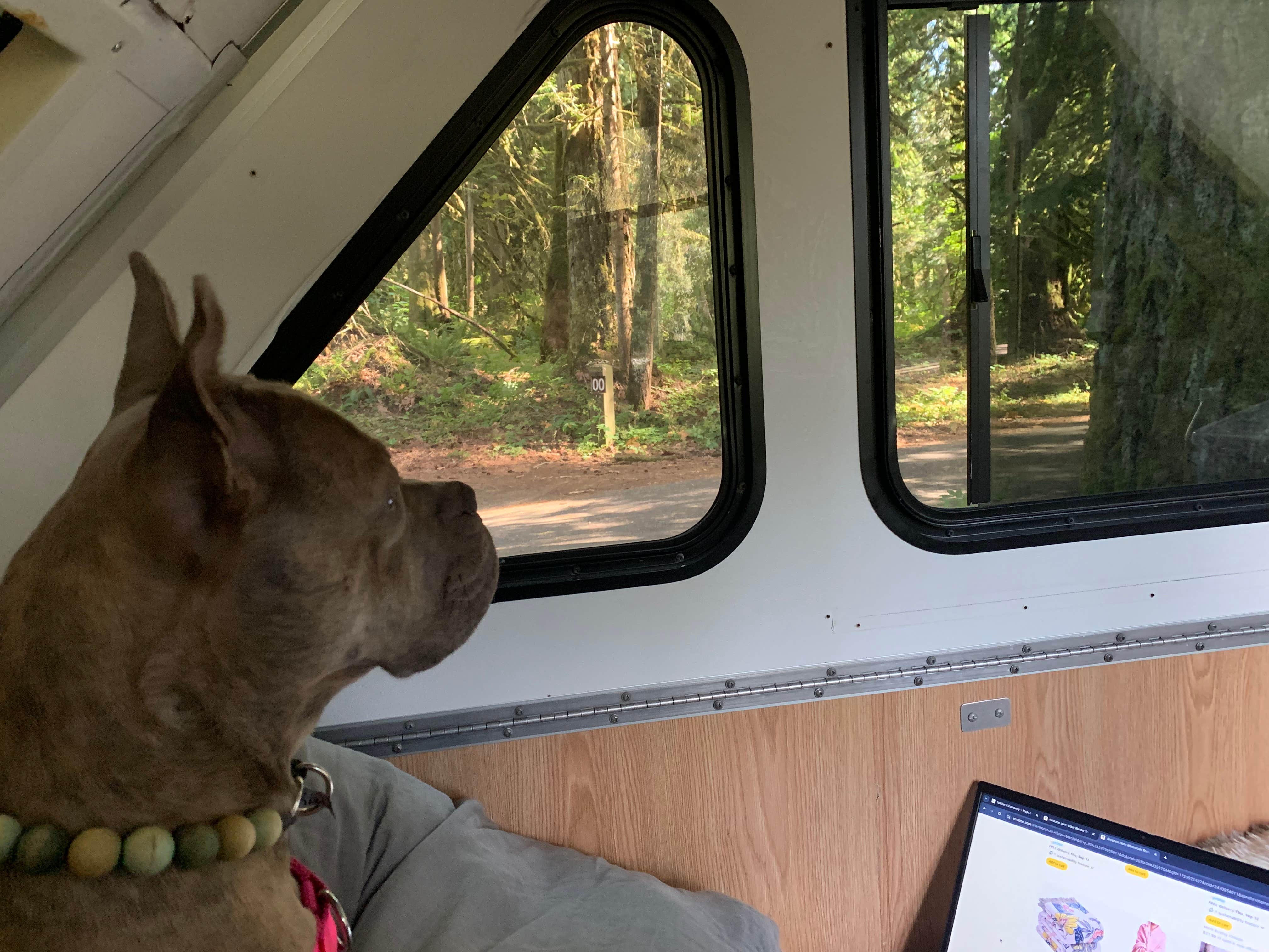 Audrey C.'s photo of camping with pets at Money Creek Campground near Mt. Baker-Snoqualmie National Forest