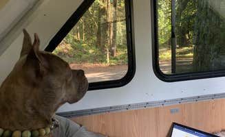 Audrey C.'s photo of camping with pets at Money Creek Campground near North Bend, WA