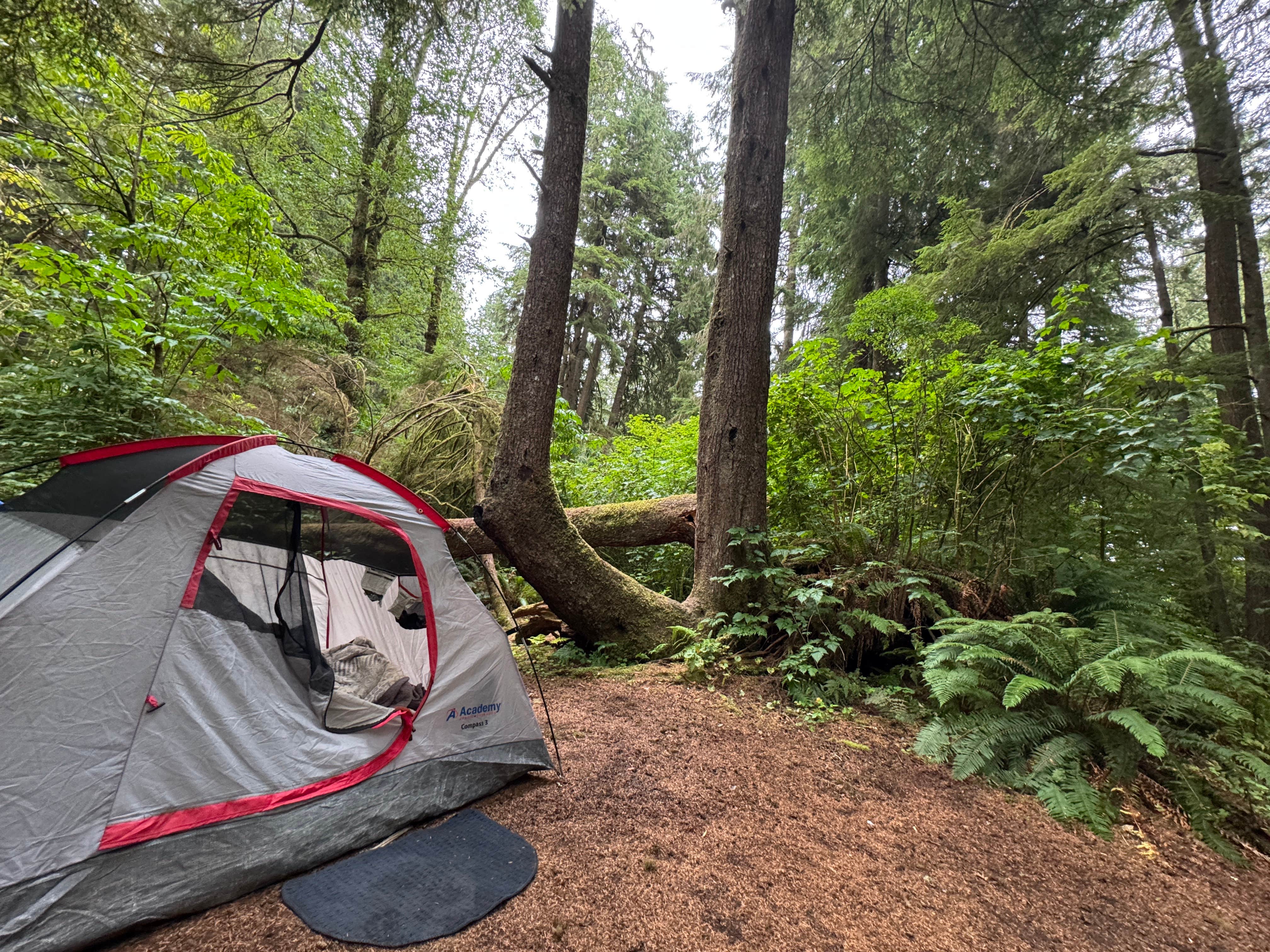 TheFoxphire F.'s photo at Mora Campground — Olympic National Park near Neah Bay, WA