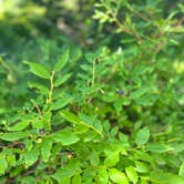 Review photo of Bald Knob Campground — Mount Spokane State Park by Paige B., February 23, 2026