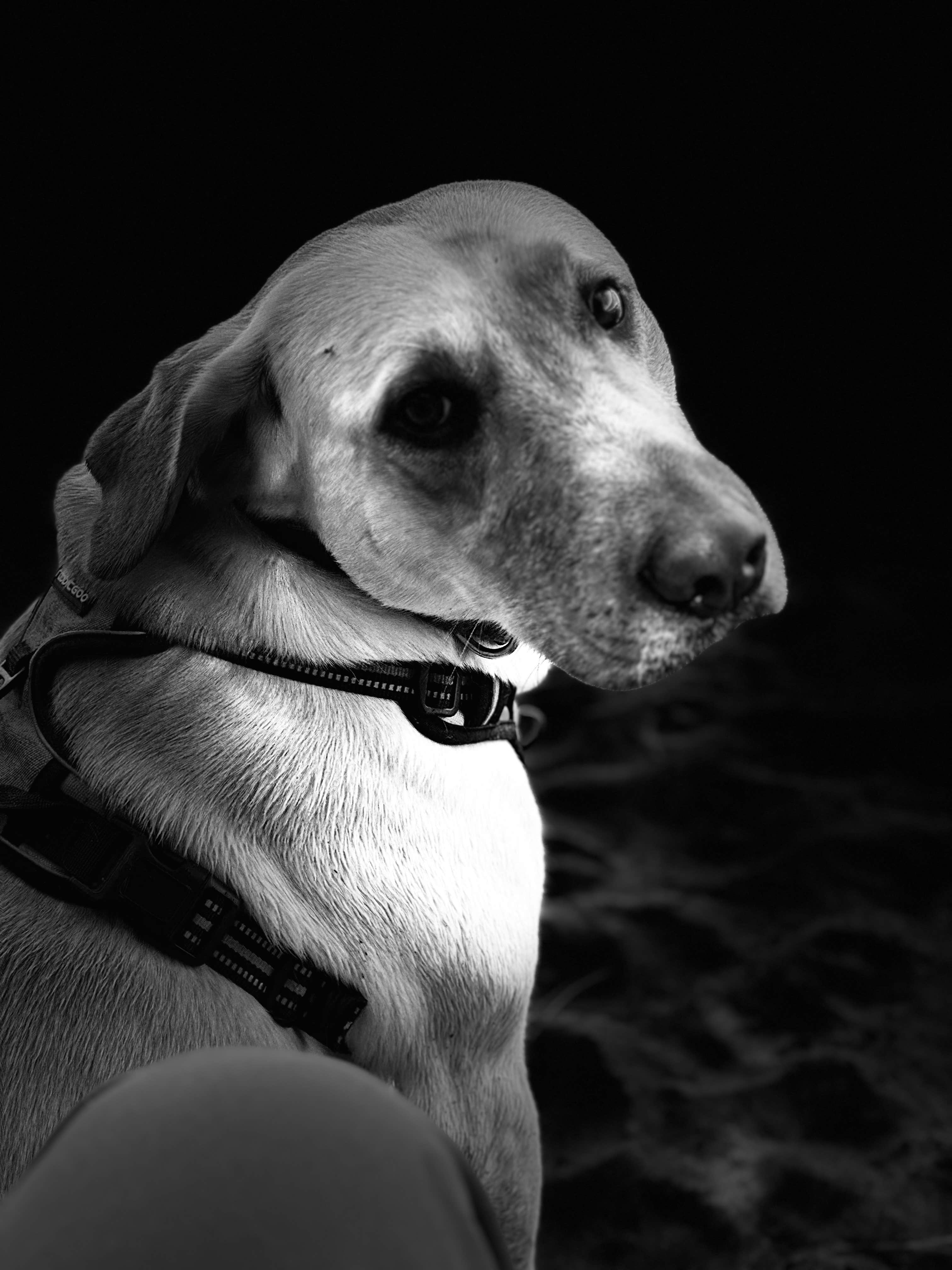 John F.'s photo of camping with pets at Porcupine Bay Campground — Lake Roosevelt National Recreation Area near Loon Lake, WA