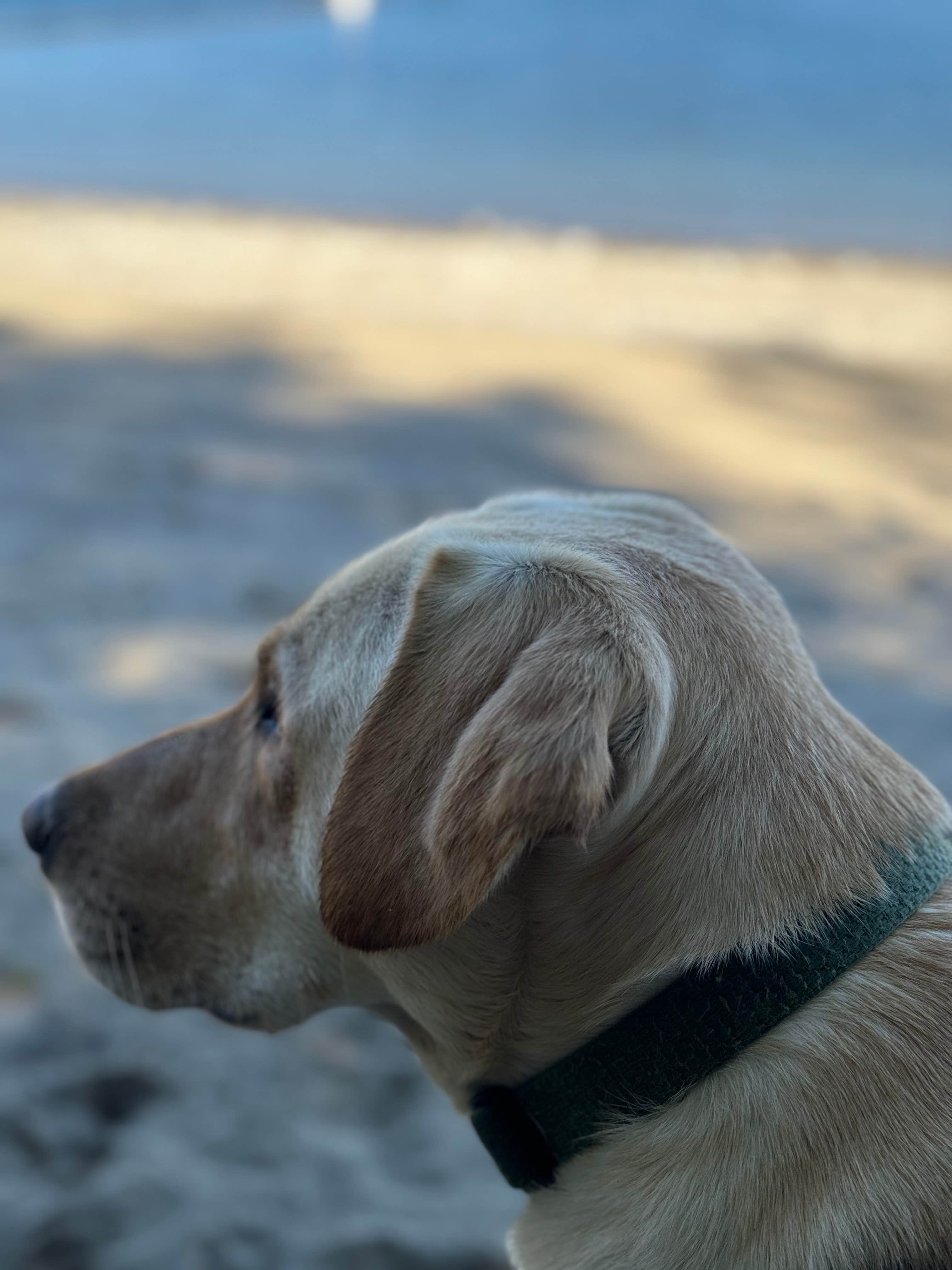 John F.'s photo of camping with pets at Porcupine Bay Campground — Lake Roosevelt National Recreation Area near Tumtum, WA