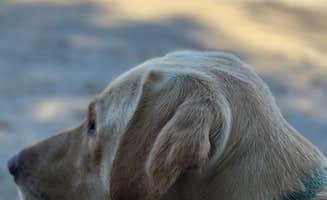 John F.'s photo of camping with pets at Porcupine Bay Campground — Lake Roosevelt National Recreation Area near Tumtum, WA