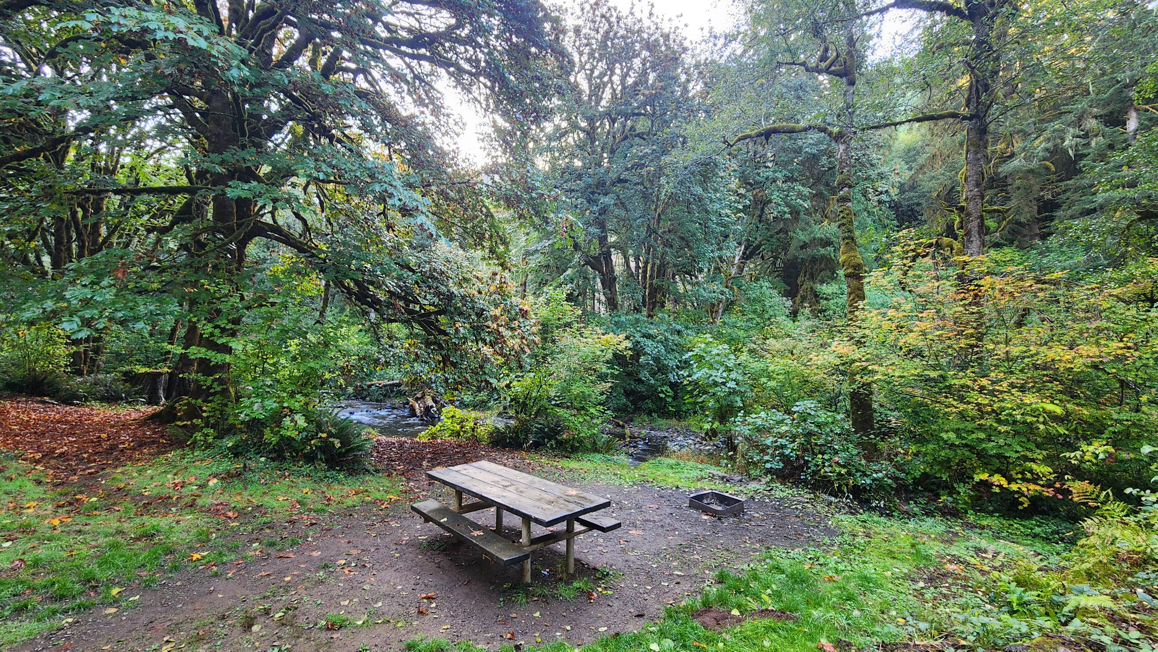 Camper-submitted photo at Porter Creek near Rochester, WA