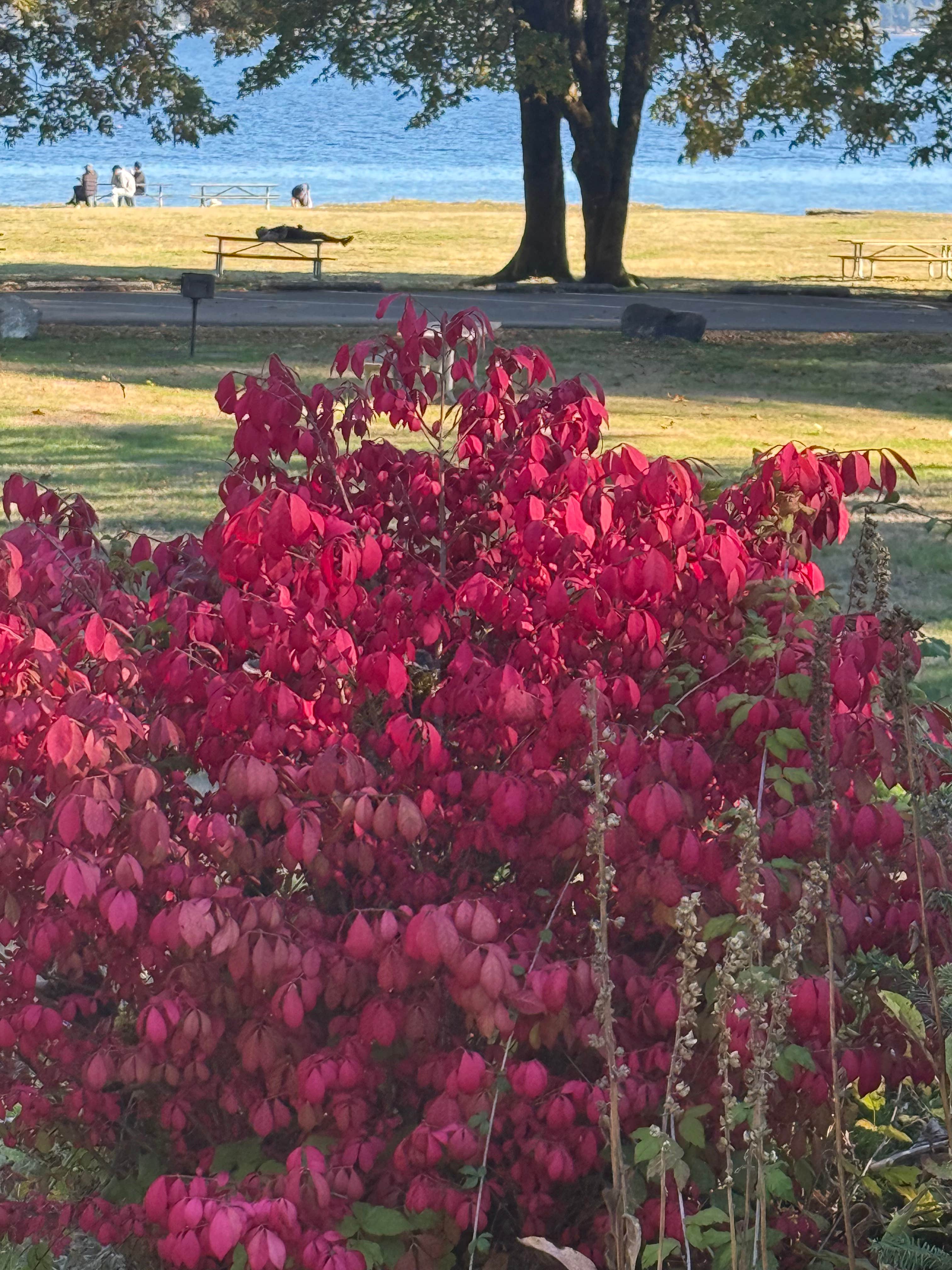 Susan L.'s photo of camping with pets at Potlatch State Park Campground near Hoodsport, WA