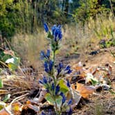 Review photo of Bowl and Pitcher Campground — Riverside State Park by Jen M., August 5, 2024