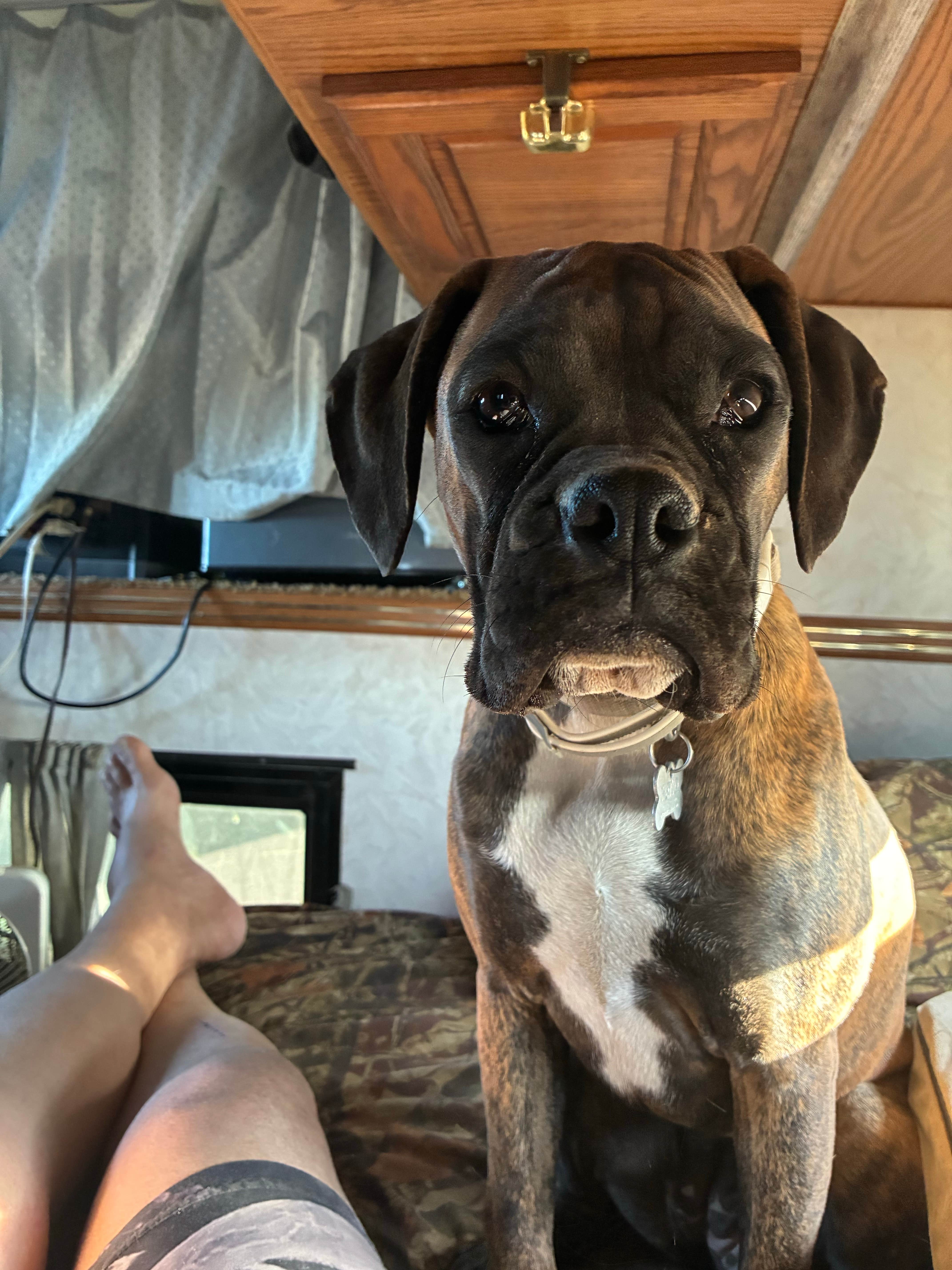 Brian B.'s photo of camping with pets at Bowl and Pitcher Campground — Riverside State Park near St. John, WA