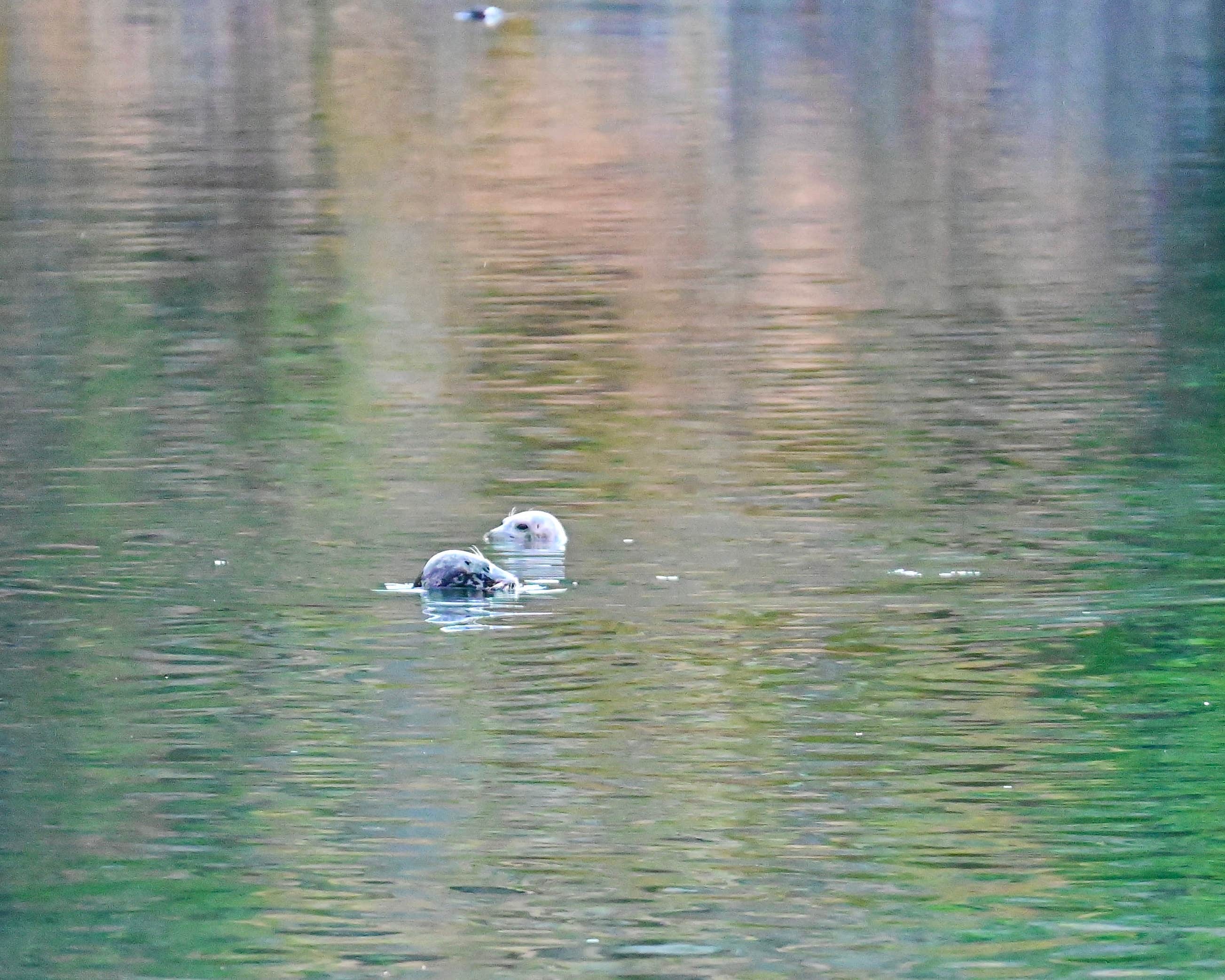 Taylor C.'s photo of camping with pets at San Juan County Park near Olga, WA