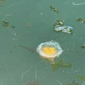 Review photo of San Juan County Park by Taylor C., July 1, 2025