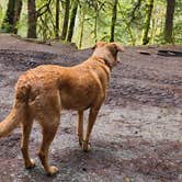 Review photo of Sauk Park Campground by theresa A., June 28, 2024