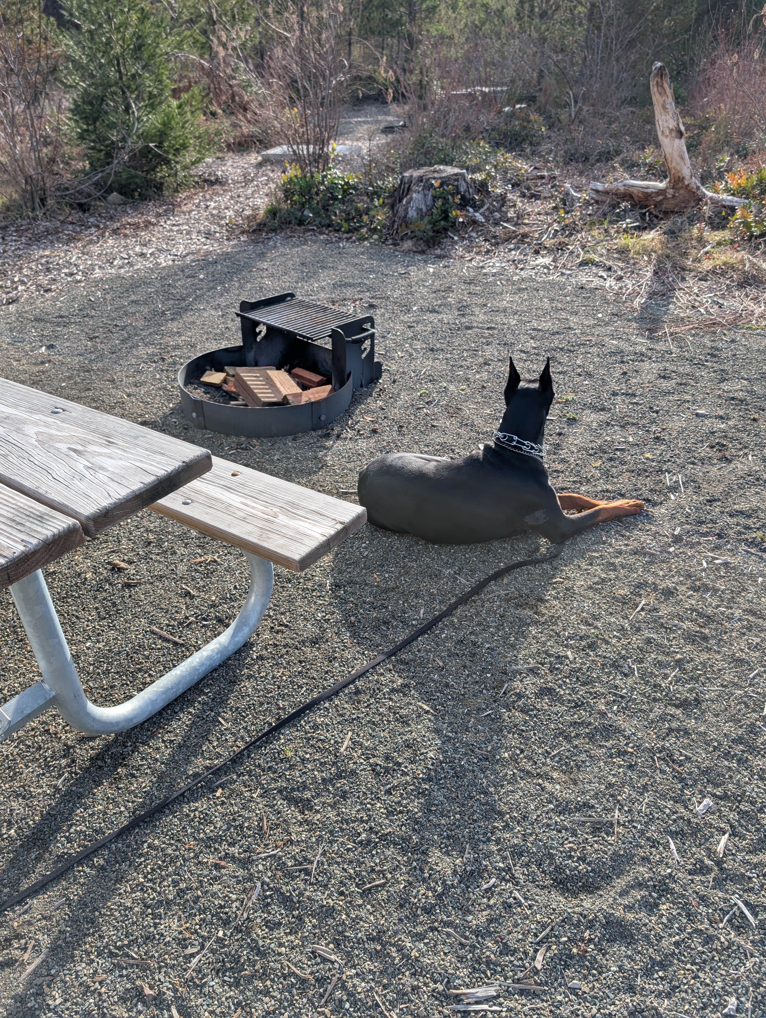 Don M.'s photo of camping with pets at Schafer State Park Campground near Matlock, WA