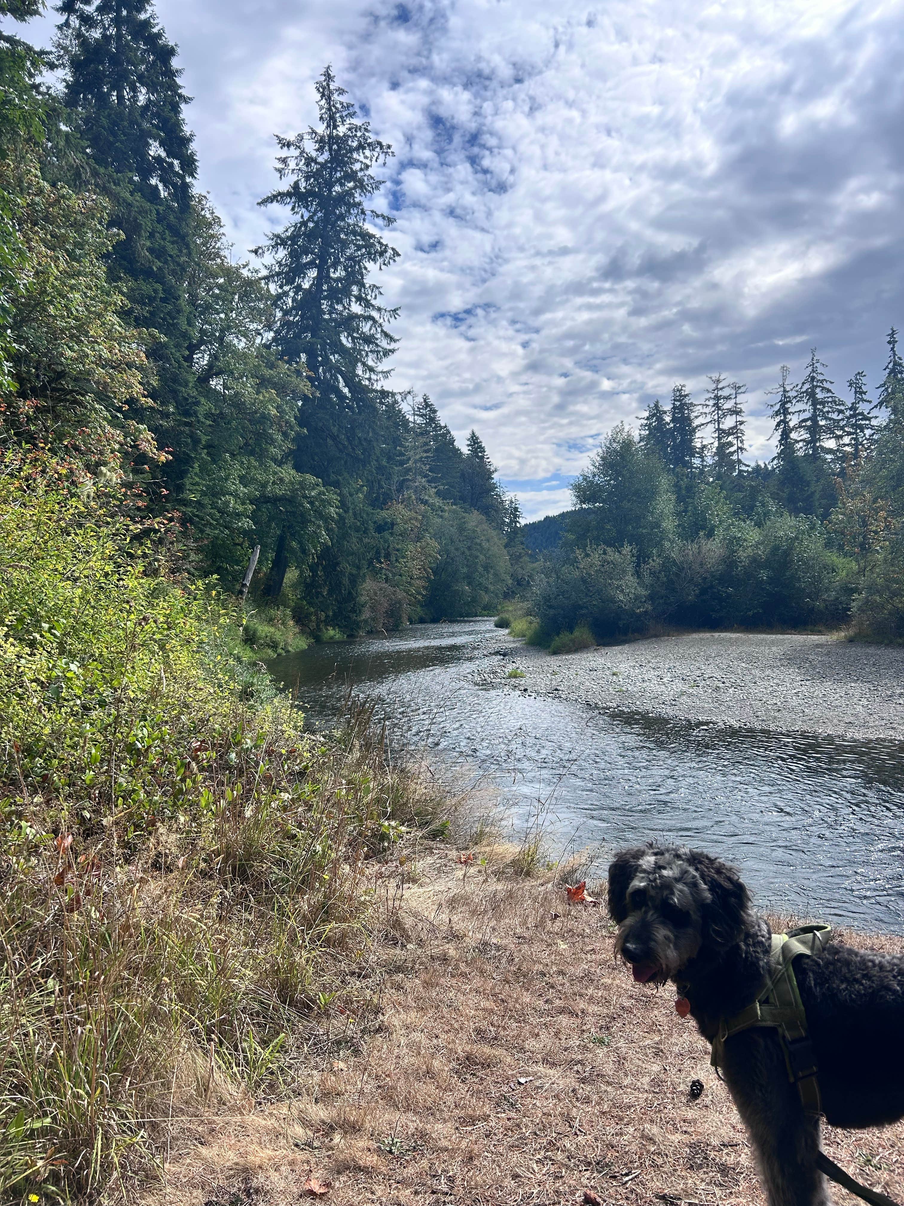Lori R.'s photo of camping with pets at Schafer State Park Campground near Matlock, WA