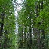 Review photo of Seaquest State Park Campground by Kim G., June 24, 2025