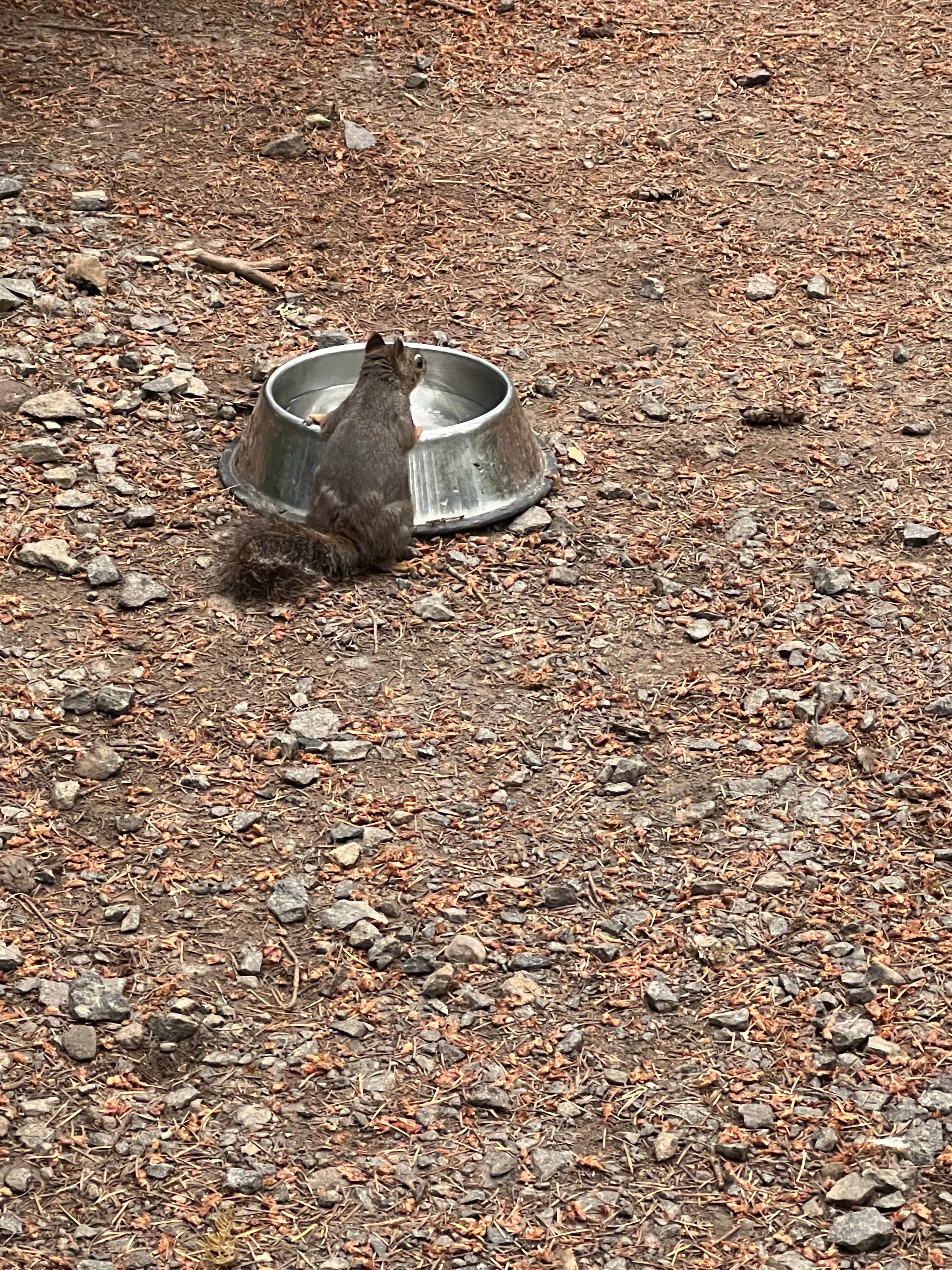 Patti C.'s photo of camping with pets at Seaquest State Park Campground near Toledo, WA