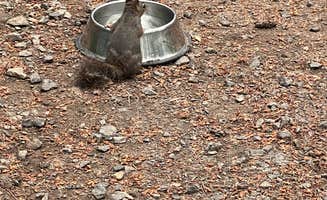 Patti C.'s photo of camping with pets at Seaquest State Park Campground near Onalaska, WA