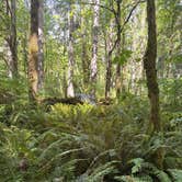 Review photo of Seaquest State Park Campground by Kirk J., June 26, 2026