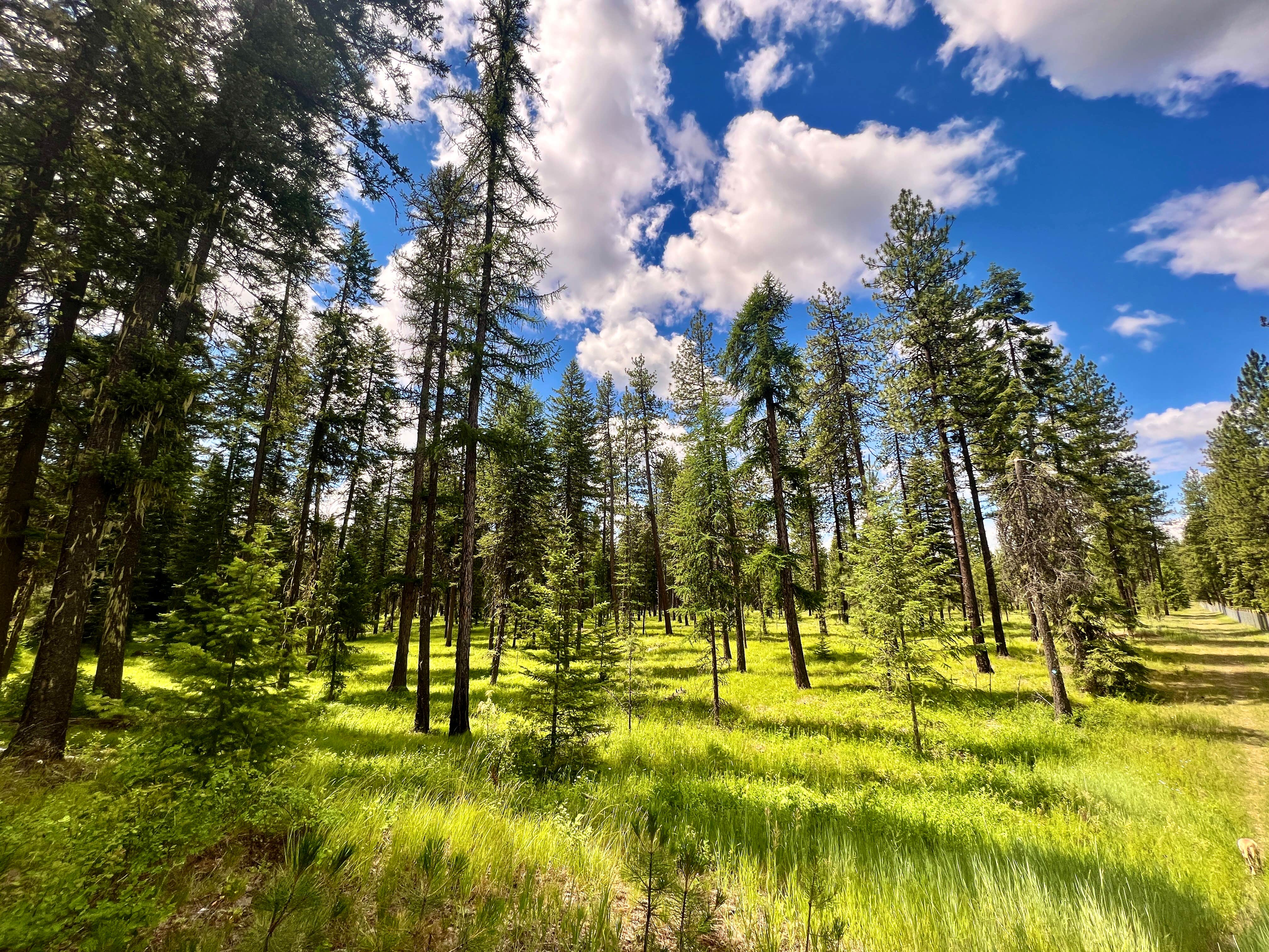 Camping near Pioneer Park: Skookum Creek Campground, Usk, Washington