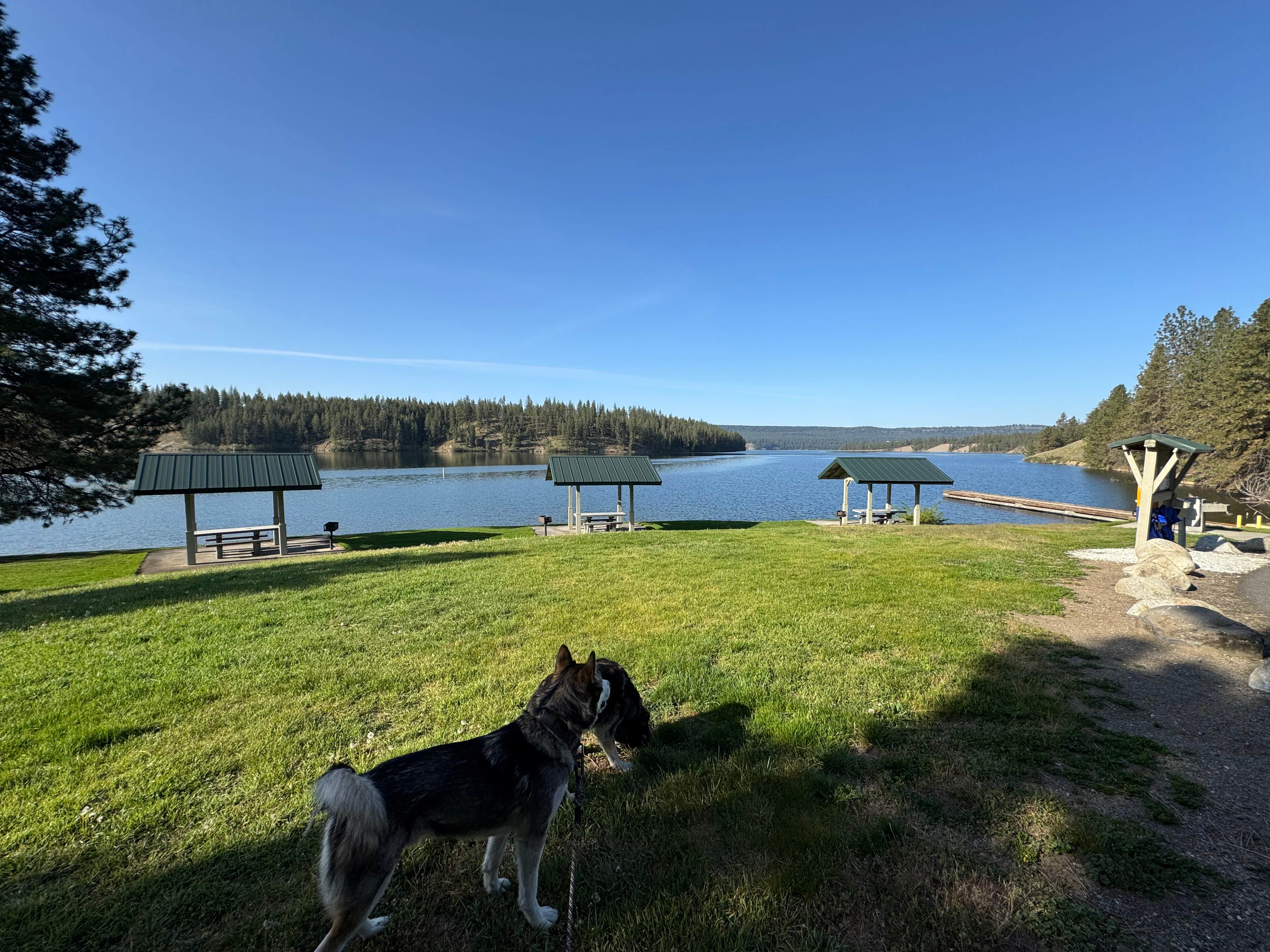 Cable A.'s photo of camping with pets at Lake Spokane Campground—Riverside State Park near Lamont, WA